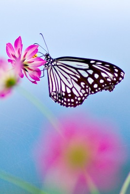 Бабочка на цветке макро