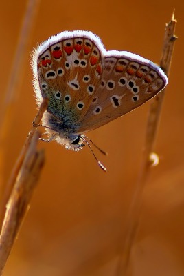 природа животные насекомое бабочка макро