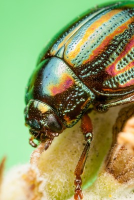 макро насекомое животное жук