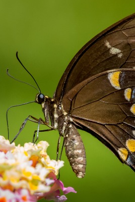 природа макро насекомое бабочка цветы