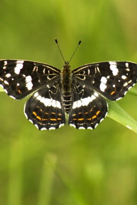природа животные насекомое бабочка трава макро
