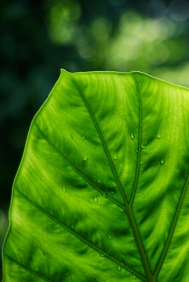 Лист зелень макро