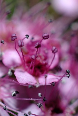 природа цветы макро фиолетовые