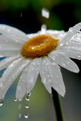 природа цветы ромашка белый вода капли