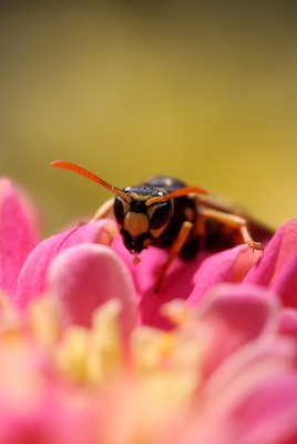природа животные насекомые оса цветы