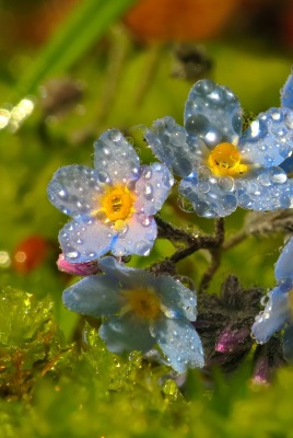 капли цветы голубые макро