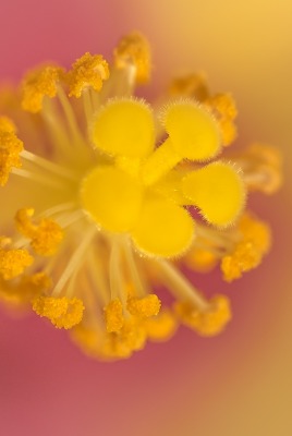 цветок макро пестик