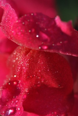 роза макро капли лепестки красная