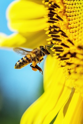 пчела подсолнух желтый цветок