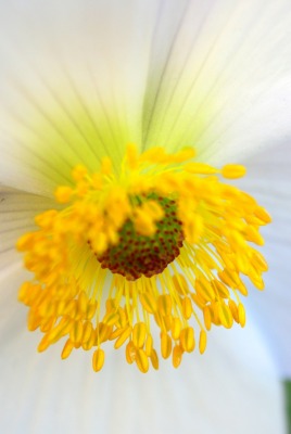 цветок макро крупный план