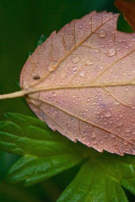 лист капли осень