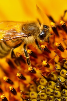 пчела цветок подсолнух макро желтый