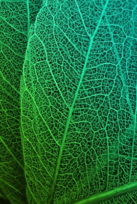 лист макро зеленый лист