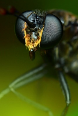 макро насекомое муха глаза