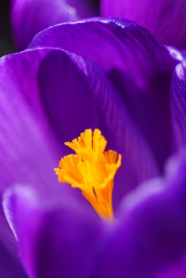 крокус фиолетовый цветок макро