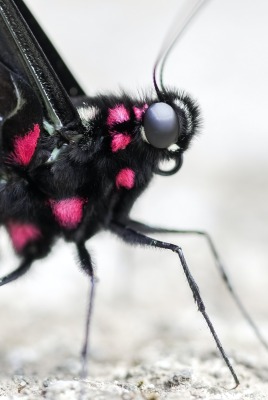 мотылек бабочка черная макро