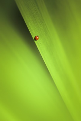 зеленый лист макро