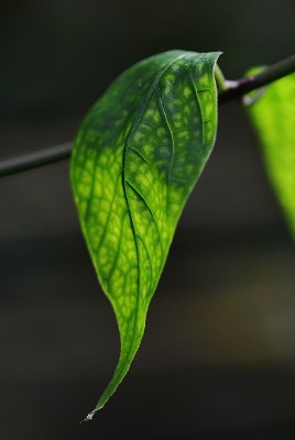 листья ветка зеленый лист