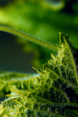 растение лист зеленый макро