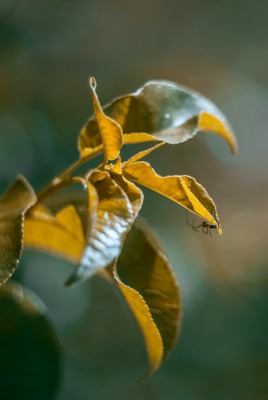 макро паук боке листья