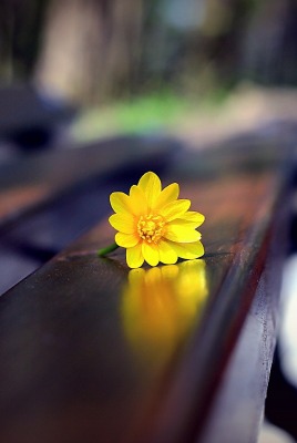 цветок лавка желтый макро крупный план