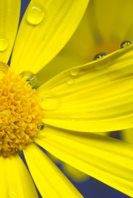 ромашка желтая капли макро лепестки цветок