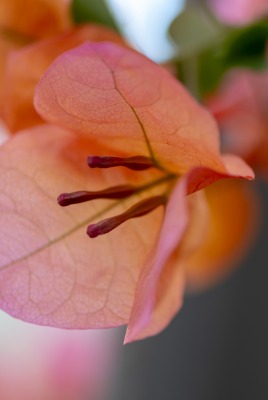 цветок розовый макро