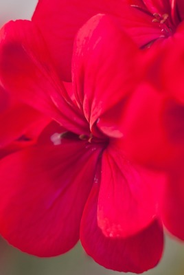 цветок красный макро