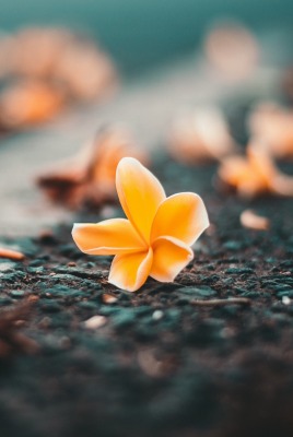 цветок на земле макро желтый