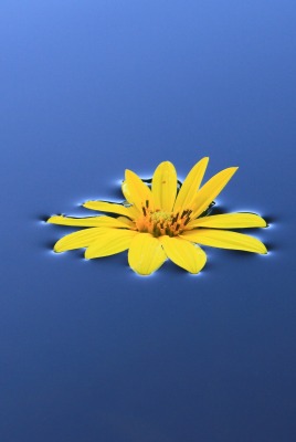 вода цветок желтый на воде