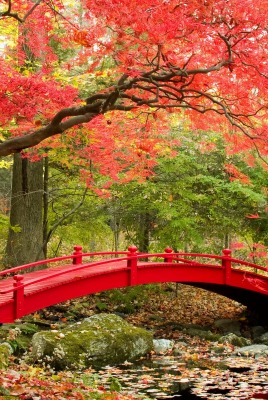 осень лес мост листва