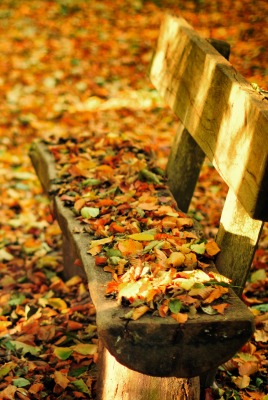 Осень листья лавка стол