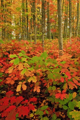 осень лес деревья autumn forest trees