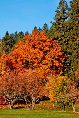 осень деревья опушка