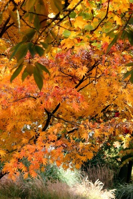 осень сад деревья листья