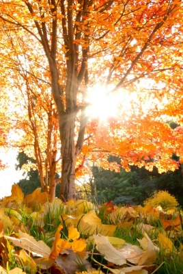 деревья листва осень солнце