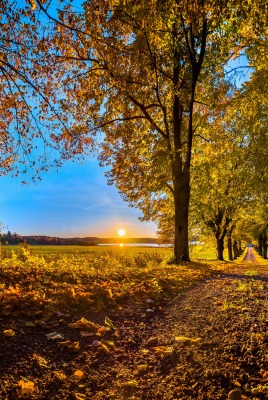 осень дорога деревья закат