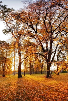 осень деревья солнце парк