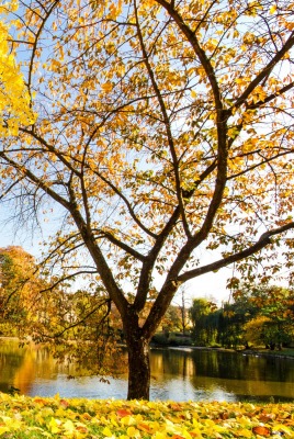 деревья осень небо озеро
