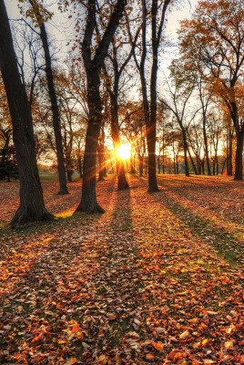 солнце лес листва осень