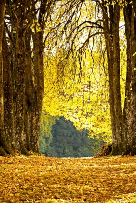 лес,осень,листопад