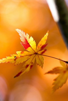 листья дерево осень