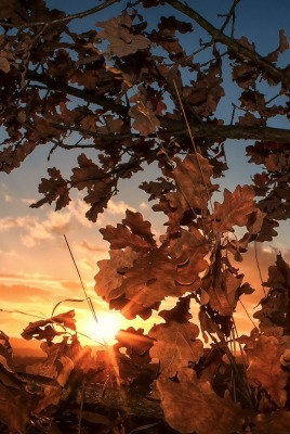 дуб листья закат лучи солнце
