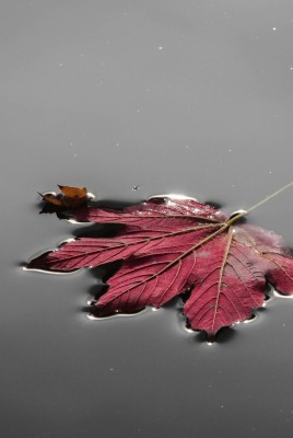 кленовый лист осень вода
