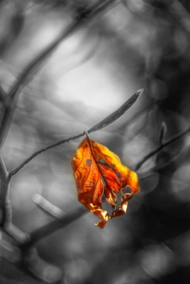 ветка черно-белый листья осень