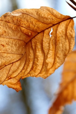 лист осень рваный ветка