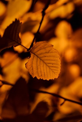 осень листья коричневый листок крупный план