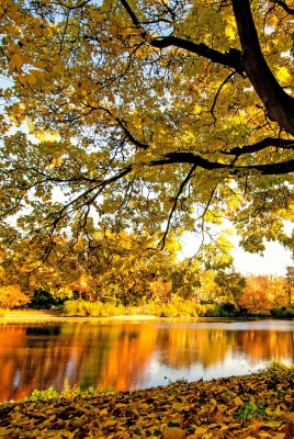 река осень деревья лес