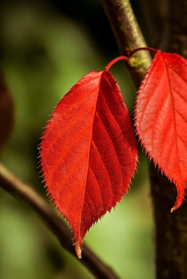 листья осень красные листья ствол ветка