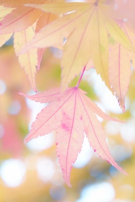 листья ветка осень бледный клен